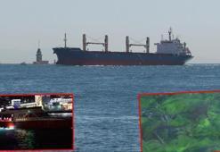 Yapay ışıklar deniz ekosistemini tehdit ediyor