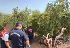 Bahçesini kenevir tarlasına çeviren şüpheli tutuklandı