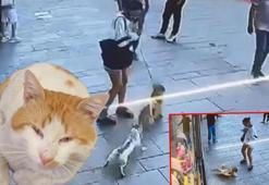 Fatih’te esnafın maskotu 'Muhtar' isimli kedi, sahipli köpeğe saldırdı