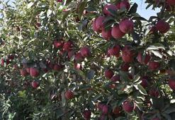 Niğde'de elma rekoltesi yüzde 95 düştü