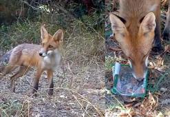 Sıcaktan bitkin düşen tilkinin su içtiği anlar kamerada