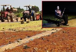 Manisa'da üzüm mesaisi; gündüz hasat, gece elde tüfek nöbet