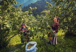 Fındık hasadında gizli tehlike; toz alerjik reaksiyonları artırıyor