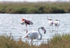 İzmir'de 'Flamingo Yolu' turu renkli görüntülere sahne oluyor