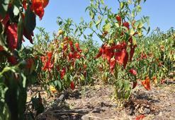 Gaziantep’te kuraklığın vurduğu biberde hasat başladı