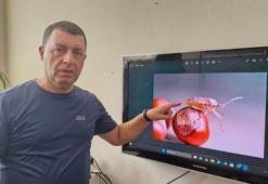 Diyarbakır’da da görülen istilacı türe karşı biyolojik mücadele çağrısı