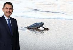 Bakan Kurum: 40 bin 285 yavru kaplumbağamızı denizle buluşturduk