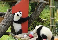 Berlin Hayvanat Bahçesi'nde ikiz pandaların doğum günü kutlandı