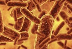 Bilim insanları bugüne kadarki en sentetik canlıyı oluşturdu