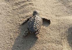 Kuşadası’nda caretta caretta yavruları denizle buluştu