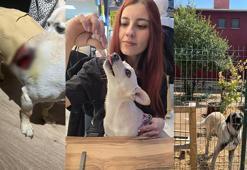 Köpeğini gezdirirken Kangalların saldırısına uğradı