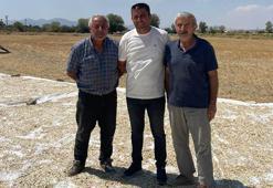 Polatlı’da kabak çekirdeği hasadı başladı