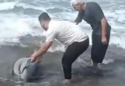 Sahile vuran yunusu denize taşıdılar