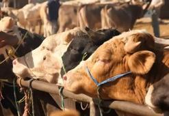 Tarım ve Orman Bakanlığı'ndan 'şap hastalığı' açıklaması