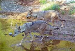 Muğla'da su kaynağına gelen kurtlar fotokapan kamerasında