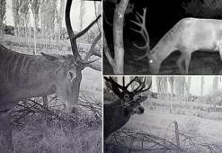 Bahçelere giren kızılgeyikler mahsulleri yedi