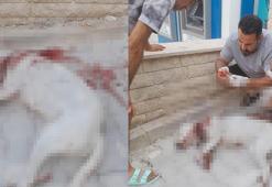 Hamile sokak köpeğini av tüfeği ile ağır yaralayan şüpheli, tutuklandı