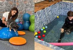 Görme engelli obez köpek 'Mia', pilates ve yüzmeyle zayıflıyor