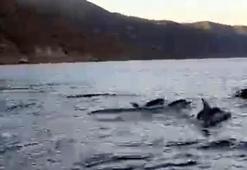 Tekirdağ açıklarında yunuslar görüntülendi
