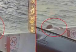 Kadın yolcunun feribottan atladığı anlar kamerada