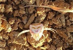 Yalova’da görülen ‘insan yüzlü örümcek’ şaşırttı