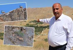 Hakkari'de, köylülerden dağ keçilerine gönüllü koruma