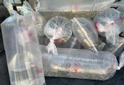 6 milyon 416 bin sazan yavrusu, 9 ilde sulara bırakıldı