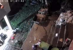 Rize'de yiyecek arayan ayı ve yavruları kamerada