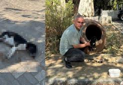 İzmir'de zehirlendiği iddia edilen 10 köpek ile 5 kedi öldü