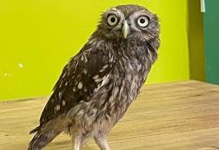 Yuvadan düşüp yaralanan yavru kukumav baykuş tedaviye alındı
