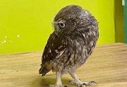 Yuvadan düşüp yaralanan yavru kukumav baykuş tedaviye alındı