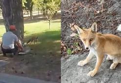 Yemekhane görevlilerinin 7 aydır beslediği kızıl tilki, işçilerin maskotu oldu