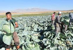 Türkiye’nin lahana üretiminin yüzde 20’sini karşılayan Niğde’de hasat zamanı