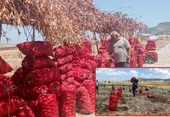 Hasadı yapılan soğan tarlada 3 TL'ye satılıyor