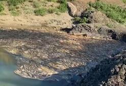 Çanakkale'de kısmen kuruyan çayda toplu balık ölümleri sürüyor