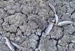 Çanakkale'de kısmen kuruyan çayda toplu balık ölümleri sürüyor