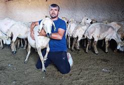 Kayseri'de koyun kırkma mesaisi