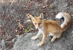 Yemekhane görevlilerinin 7 aydır beslediği kızıl tilki, işçilerin maskotu oldu