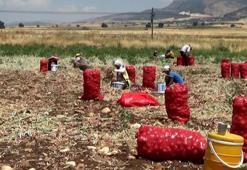 Hasadı yapılan soğan tarlada 3 TL'ye satılıyor