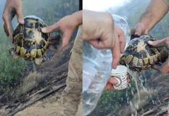 Yangından etkilenen kaplumbağa, ekipler tarafından kurtarıldı