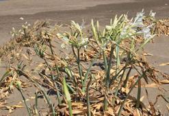 Sahilde kum zambağı güzelliği; koparana 557 bin TL ceza