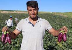 Kayseri'nin coğrafi işaretli Yamula patlıcanında hasat başladı