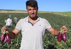 Kayseri'nin coğrafi işaretli Yamula patlıcanında hasat başladı