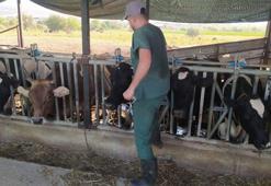 Aydın'da 'şap' karantinası