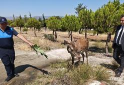 Piknikçilere 'kızıl geyik' sürprizi
