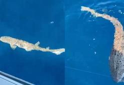 Saros Körfezi'ne atılan oltaya 25 kiloluk köpek balığı takıldı