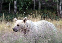 Nemrut Krater Gölü ve Kalderası, 15 gün ziyarete kapatıldı