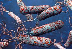 31 ülkede kolera alarmı