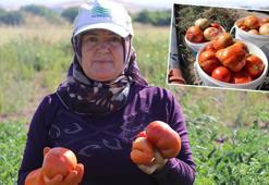 Ata tohumundan elde edilen Karahıdır domatesinde hasat başladı