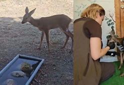 Tekirdağ yangınında yaralanan karaca tedavisi sonrası doğal ortamına bırakıldı